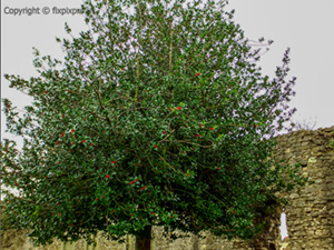 Holly tree